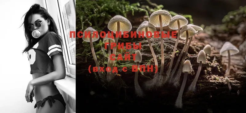 omg как войти  Каменногорск  Галлюциногенные грибы MAGIC MUSHROOMS  закладки 